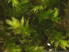 Rhynchostegium serrulatum