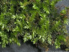 Rhynchostegium serrulatum