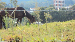 Bubulcus ibis