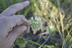 Allium flavescens