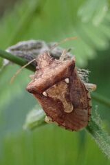 Carbula limpoponis