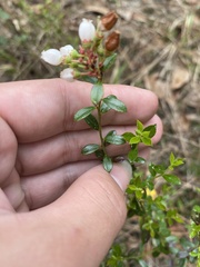 Vaccinium myrsinites
