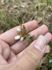 Vaccinium myrsinites