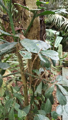 Brasiliopuntia brasiliensis
