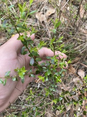 Vaccinium myrsinites