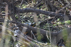 Pseudemys peninsularis