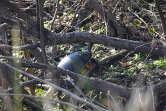 Pseudemys peninsularis