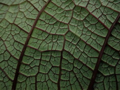 Burmeistera multiflora