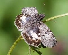 Chiomara georgina pelagica