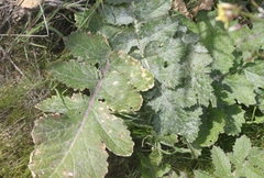 Erysiphe cruciferarum