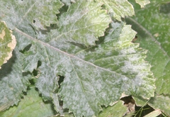 Erysiphe cruciferarum