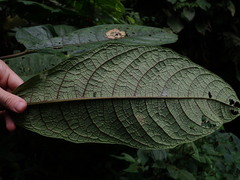 Burmeistera multiflora