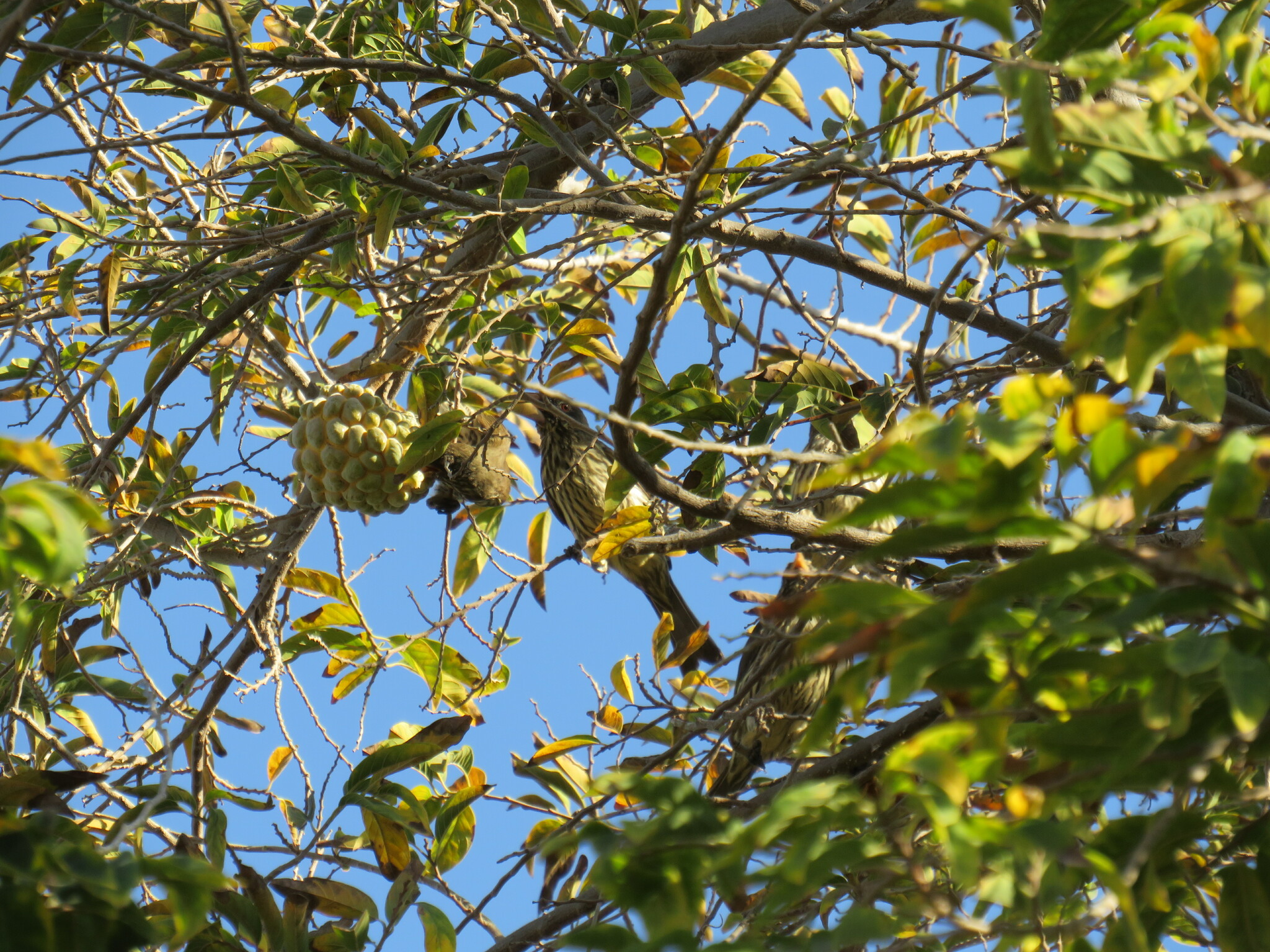 Dudol Tree Dulidae