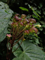 Burmeistera multiflora
