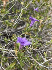 Ruellia californica