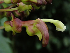 Burmeistera multiflora