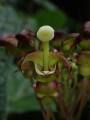 Burmeistera multiflora