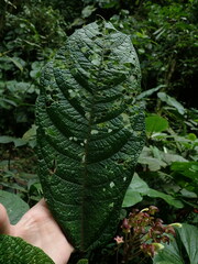 Burmeistera multiflora