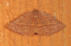Metarranthis obfirmaria