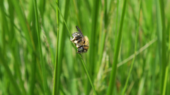 Anthidium punctatum
