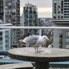 Larus glaucescens × occidentalis