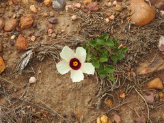 Hibiscus pusillus
