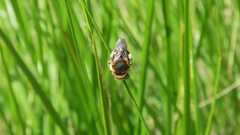 Anthidium punctatum