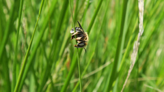Anthidium punctatum