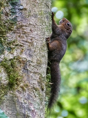 Microsciurus alfari