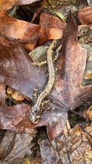 Plethodontinae