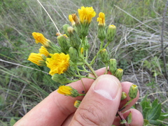 Hieracium robustum