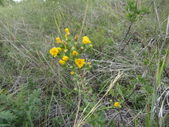 Hieracium robustum