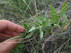 Hieracium robustum