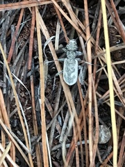 Neocicindela latecincta
