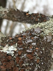 Tuckermanopsis sepincola