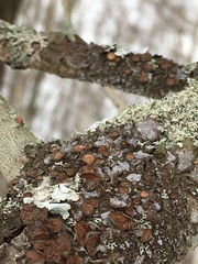 Tuckermanopsis sepincola
