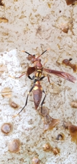 Polistes simillimus