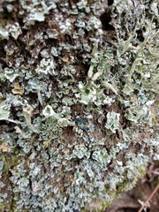 Arthrorhaphis aeruginosa