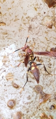 Polistes simillimus