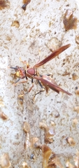 Polistes simillimus