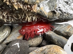 Actinia