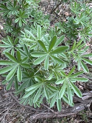 Lupinus longifolius