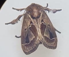Limacodidae