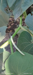 Piper auritum