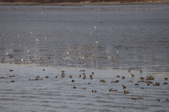 Calidris alpina