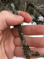 Melanohalea exasperatula