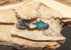 Hesperorhipis