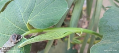 Piper auritum