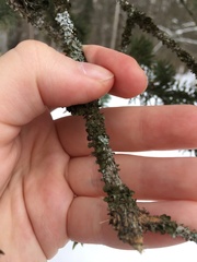 Melanohalea exasperatula