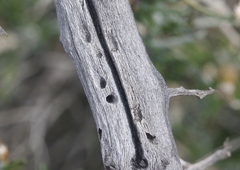 Hesperorhipis